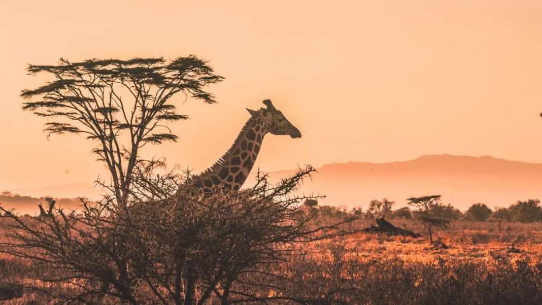 Africa