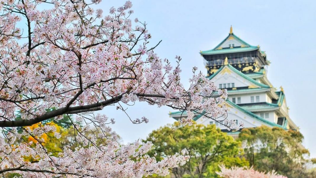 pagoda view cherry blossom tree tokyo japan