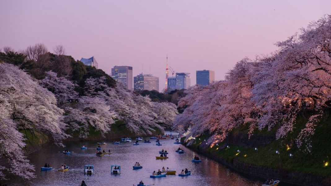 boats in water surrounded by cherry blossom trees tokyo japan
