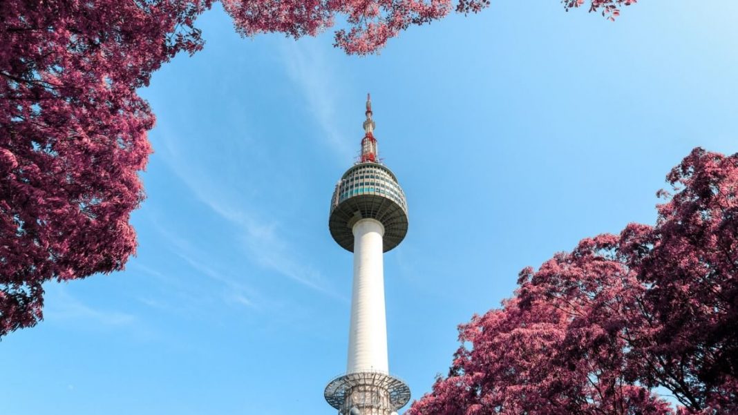 seoul tower surrounded by cherry blossoms